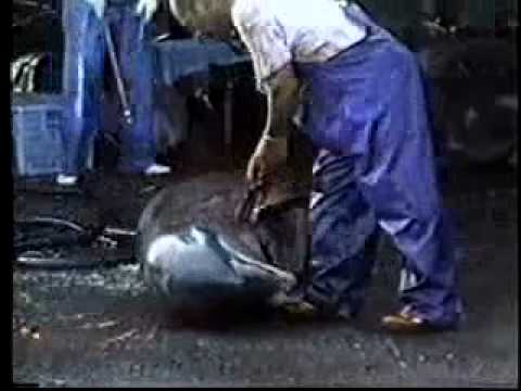 how to stop an oil leak in the ocean