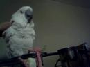 Cricket The Cockatoo Cricket The Cockatoo