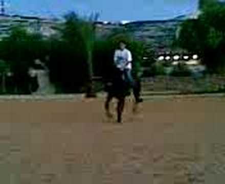 horse jumping accident