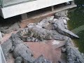 show crocodile