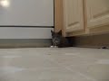Bella\ Bella\