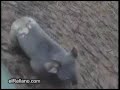Videos de risa 3 Animales