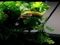 Attack of the Green Anole! Attack of the Green Anole!