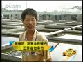 Goldfish Farming On Rooftop