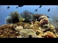 The Sardine Run - diving video from the Visayas and ...