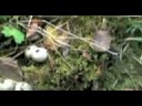 R�yksopp - in the forest