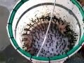 Αποπτιλωτηρας/Ξεπουπουλιαστρα - quail plucker Homemade - YouTube