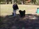 NESBC , Working Dog Demonstration Part 3 NESBC , Working Dog Demonstration Part 3