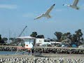 Seagulls in Flight