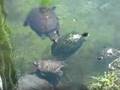 THE WORLD OF SOFTSHELL TURTLES