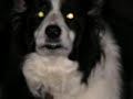 SHEP VERY CUTE PICS BORDER COLLIE SHEEPDOG ORIGINAL BREED SHEP VERY CUTE PICS BORDER COLLIE SHEEPDOG ORIGINAL BREED