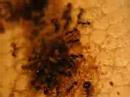 Pheidole Pallidula Pinning Leafcutter Pheidole Pallidula Pinning Leafcutter