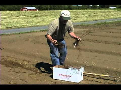 how to grow raspberries in bc