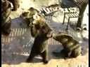 Bears get food by acting like humans Bears get food by acting like humans