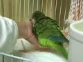 Miracle Puff Up Birdie Miracle Puff Up Birdie