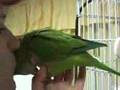 Miracle Puff Up Birdie