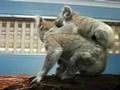 Mother Koala And Female Joey (baby) At Koala Hospital