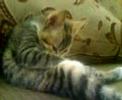 My cute cat is a freak