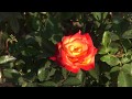 Esfahan(Garden City)-Iran