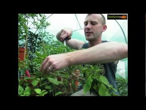 how to harvest chillies