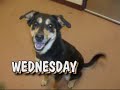ADOPTED-Wednesday-60