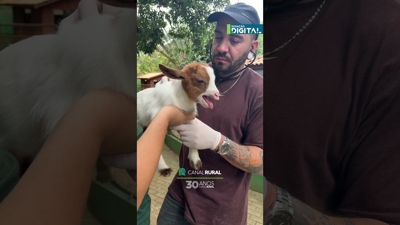 Filhote de cabra passa por avaliação veterinária após nascimento
