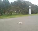 helikopter-i-egersund.html