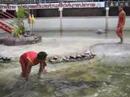 Bangkok Crocodile Show Part 1