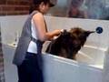 Bear the dog being groomed