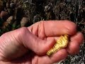 www.california-gold-rush-miner.us Gold, most is found as very fine flour type. Gold Nuggets, especially large nuggets are very rare! All nuggets sell for a premium over the spot price of gold. Crystalline gold gets the highest premium, followed by Australian Gold. Australian Gold, is very pure gold. Also the larger the gold nugget, the higher the cost! Highly prized by collectors, investors and anyone who wants to give a very special, unique gift! Gold Nuggets - Gold Detecting - Gold Prospecting - metal detecting - gold nugget - prospecting - gold mining - gold hunting - gold mining - nugget detecting - California gold nuggets
