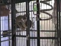 Pet Squirrel Monkey Opens her cage