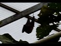 Vleermuizen