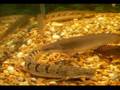 My Fish Tank. The Polypterus Bichir Picture Show