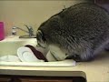 Raccoon Outlaw stealing Birthday Cake Raccoon Outlaw stealing Birthday Cake
