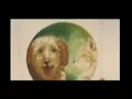 Perros Vagos de Valparaíso