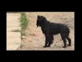 Perros Vagos de Valparaíso