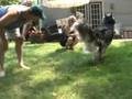 Save a Husky! Featuring Bandit