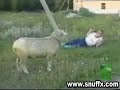 Sheep attacks man Sheep attacks man