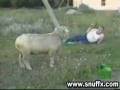 Sheep attacks man
