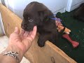 Ricochet Labradors English Chocolate puppies 4 wks old