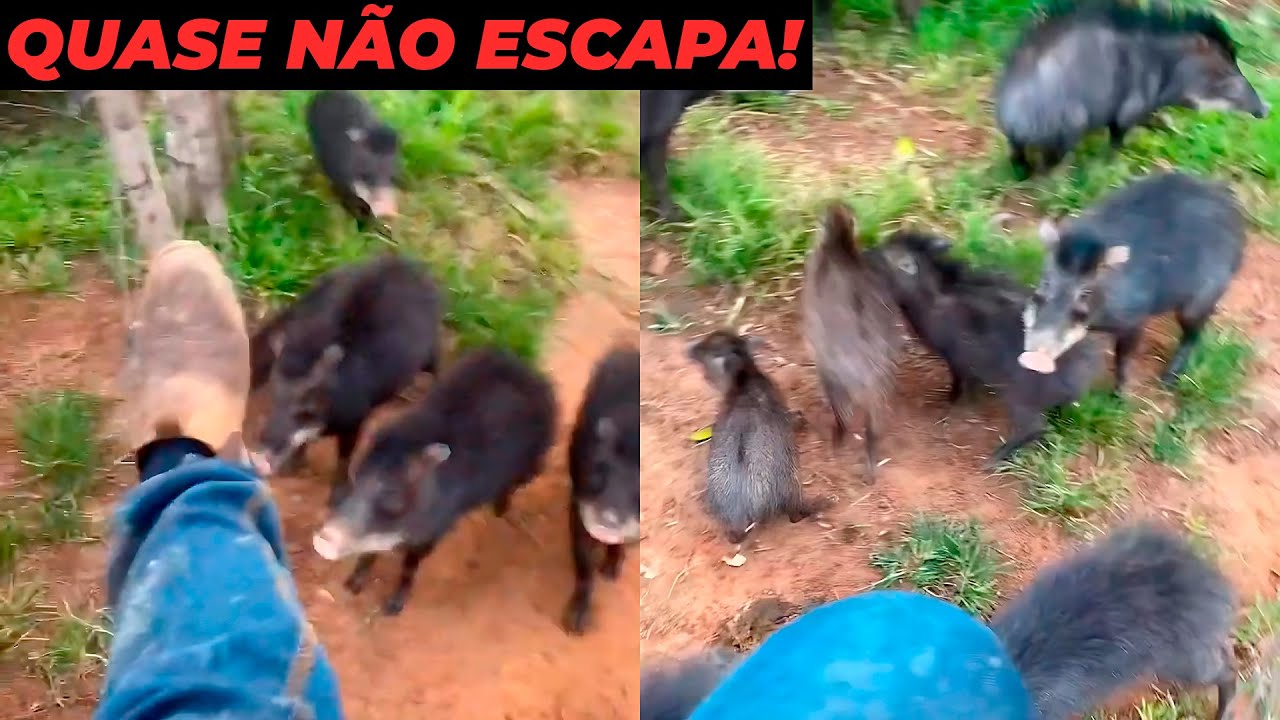 Pescador É Atacado Por Porcos Do Mato De Forma Impressionante