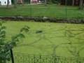 Baze zorrar i Blombacka