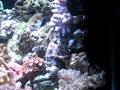 videos de 12g Nano Reef Tank