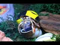 hermit-crab-changing-shells.html