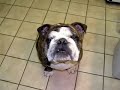 Happy Trails Pet & Livestock Services in San Fernando Valley.wmv Happy Trails Pet & Livestock Services in San Fernando Valley.wmv