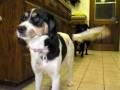 Happy Trails Pet & Livestock Services in San Fernando Valley.wmv