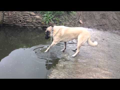 turkish shepherd dog - Our dog Rufus (who's a 5 year old Anatolian shepherd from battersea dogs home) wanted to retrieve his stick without getting wet.