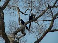 WildLife: Pantanal in Brazil