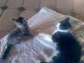 chats surpris...