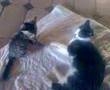 chats surpris...